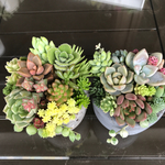 sasumamaさま 専用   多肉植物 寄せ植えセット セメント鉢 