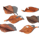 レザーブローチ【fallen leaves】type.6