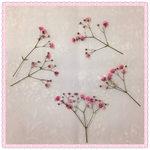 押し花＊かすみ草P11