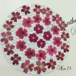 ♡sale♡¥650→¥500 送料無料 バーベナ ミックスカラー押しセット花