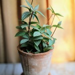 モスポット植え❤　お部屋にひとつどうぞ「ペペロミア・グラベラ」