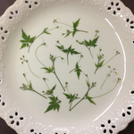フウセンカズラの新芽(押し花) お皿大
