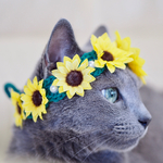 【再販1】猫用 花冠  ひまわり🌻