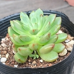 【送込訳ありsale】ピンクルルビー★グラプトベリア★多肉★多肉植物★