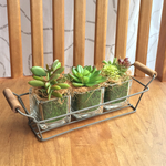 フェイク多肉植物のガラスキューブセット