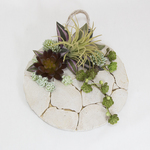 Ｓｔｏｎｅ　Ｍｉｒａｇｅ　～ GREEN STYLE ～　　　🌺 多肉植物 🌺