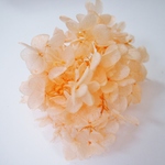 【単品】紫陽花プリザーブドフラワー「ジュリアオレンジ」