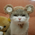 🐻 くま