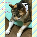 猫のばんだーにゃ(黒猫金魚柄・ペーズリー柄リバーシブル) バンダナ
