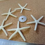 スターフィッシュ 小さめ