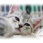 子猫写真葉書【翔太郎】2枚セット