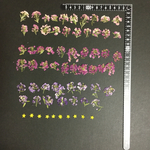 押し花  特別オーダー品 NO.784