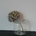 秋色紫陽花のドライフラワー