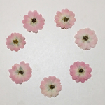 amabile2016様専用天然押し花素材