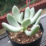 【送込sale】桃美人★パキフィッツム★多肉★多肉植物★