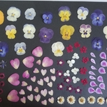 お庭からの贈り物♬～９５～