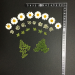 押し花  特別オーダー品 NO.787