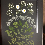 押し花  特別オーダー品 NO.789