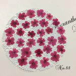 ♡sale♡¥650→¥500 送料無料 バーベナ 30枚 押し花