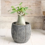 コーデックス！＜アデニウム・アラビカム＞塊根植物　陶器鉢