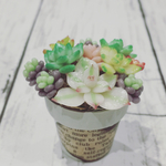 【送料無料】粘土多肉の寄せ植え②