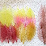 スケルトンリーフ（すかし葉）　秋色セット　ＭＩＸ　20枚　　Ｎ-3