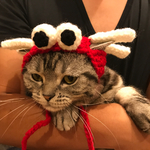 再販！猫用帽子 赤とんぼ