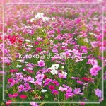kuroko様ご購入窓口