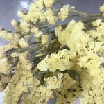 スターチス イエロー 20本