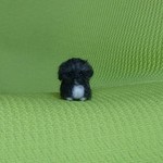 ペキニーズ グレー パピー 羊毛フェルト