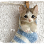 くつしたにゃんこ限定☆彡erikonaha様リクエスト品