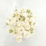 かすみ草ドライフラワー(ホワイト)