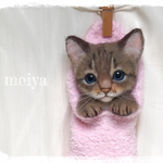 くつしたにゃんこ☆彡キジトラ