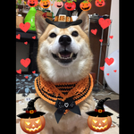 P様専用★ハロウィン限定バンダナ★