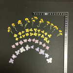 押し花  特別オーダー品 NO.798