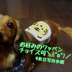 SS・S・Mサイズ《オーダーOK》マナーベルト(ワンちゃんオムツカバー)受注生産の為、柔軟に要望にお応えできます♡
