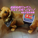 L・LL・3Lサイズ《オーダーOK》マナーベルト(ワンちゃんオムツカバー)受注生産の為、柔軟に要望にお応えできます♡