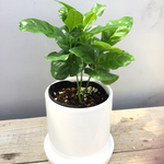 観葉植物 送料無料 コーヒーの木  陶器鉢 インテリア