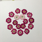 パーツ屋さん様専用天然押し花素材