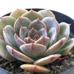 多肉植物　エケベリア　"サンタルイス"
