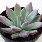多肉植物　エケベリア　"コロラータブランディティー"