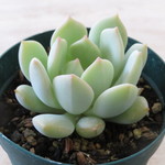 多肉植物　"グリムワン"