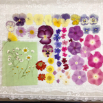 押し花＊難あり花