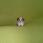 ちびちびシーズー ゴールド＆ホワイト パピー 羊毛フェルト