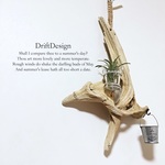 流木と植物ホルダー　エアプランツ　多肉植物　ホルダー