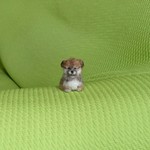 柴犬 赤 パピー  羊毛フェルト