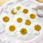 【 ノースポール  】SSサイズ １０輪  　純国産押し花 　レジン・キャンドル封入、押し花アート対応