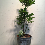 再販‼︎ 月桂樹オシャレ鉢🌿