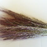 赤米のドライフラワー　約20本　お正月飾りに