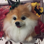 羊毛フェルトポメラニアン額縁ハロウィン